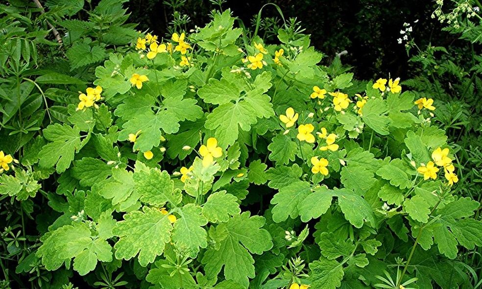 Chelidonium Herb for Onychomycosis Treatment